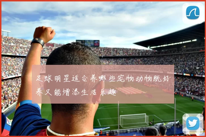 足球明星适合养哪些宠物动物既好养又能增添生活乐趣